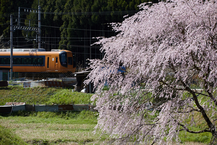 奈良 西吉野 （後編） 【2015 奈良桜 開花】 ／ SIGMA 150-600mm F5